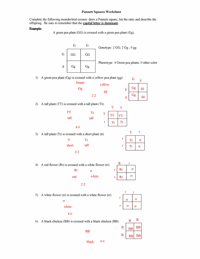 Monohybrid Cross Punnett Square Practice Worksheet Worksheets Library
