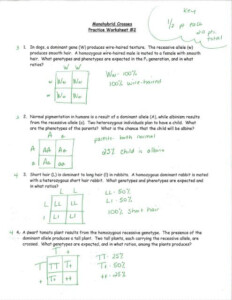 Monohybrid Cross Worksheet