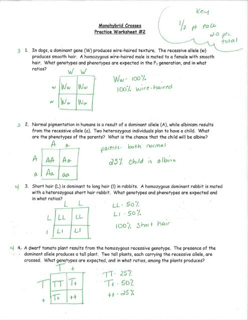 Monohybrid Cross Worksheet