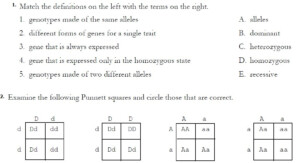 Monohybrid Cross Worksheet