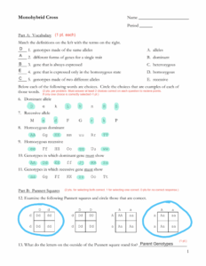 Monohybrid Cross Worksheet Genetics Practice