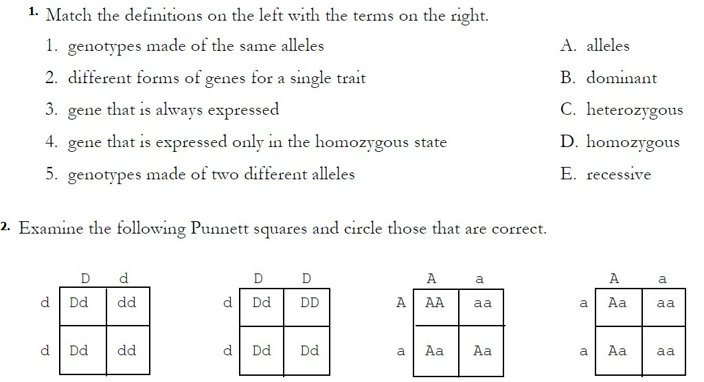 Monohybrid Cross Worksheet