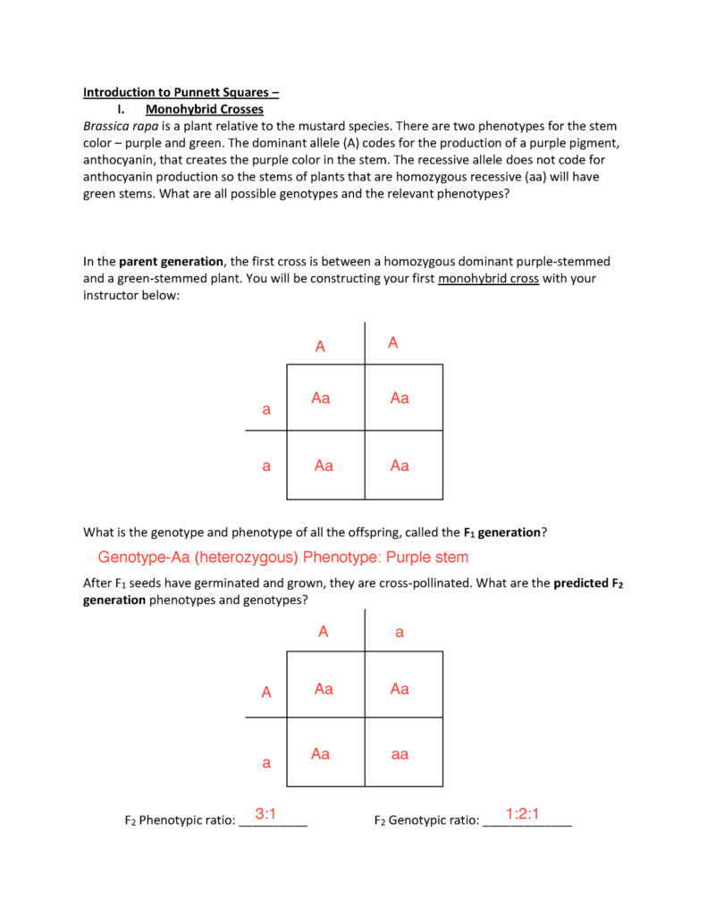 Monohybrid Worksheet Part 1 BIOL 1408 CTC Studocu Worksheets 