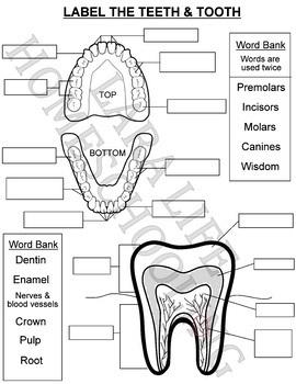 MOUTH TEETH TOOTH LABEL CUT AND PASTE BUNDLE By Lara Life Homeschooling
