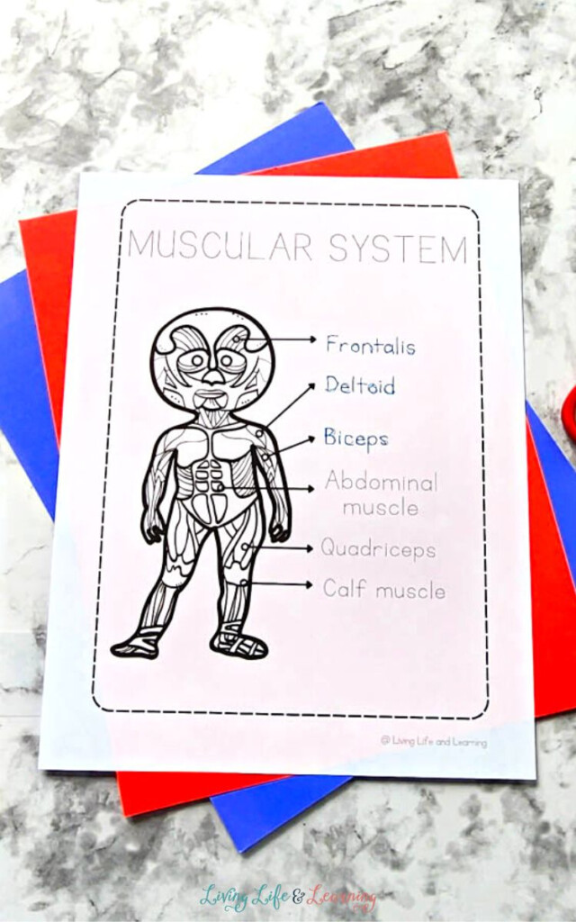 Muscles Worksheet For Kindergarten
