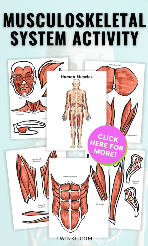 Muscular System Activity For 3rd To 5th Grade Muscular System For 