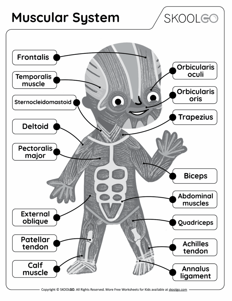 Muscular System Free Worksheet For Kids SKOOLGO