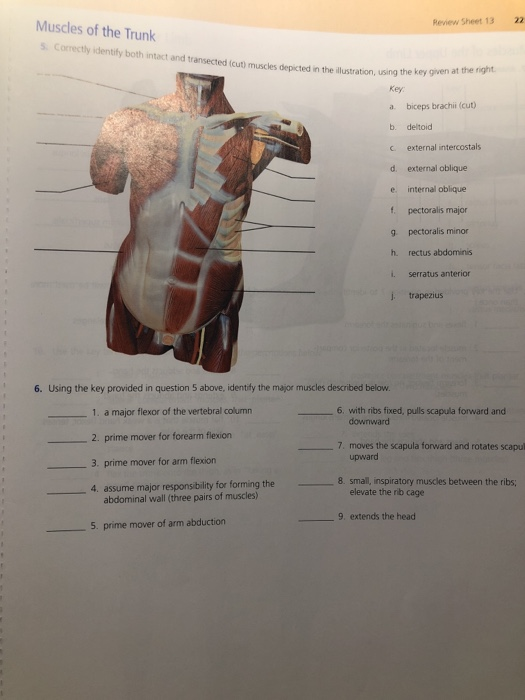  Muscular System Review Worksheet Free Download Goodimg co