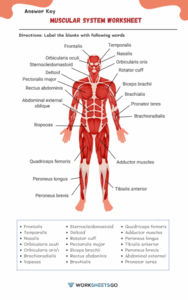 Muscular System Worksheets WorksheetsGO
