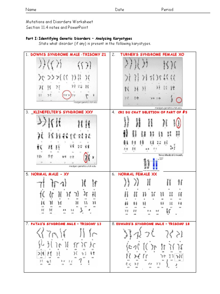 Mutations And Disorders Worksheet ANS PDF Genetic Disorder
