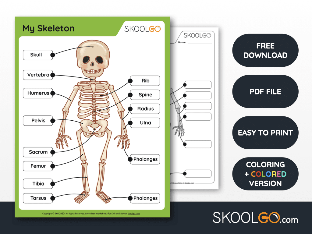 My Skeleton Free Worksheet SKOOLGO