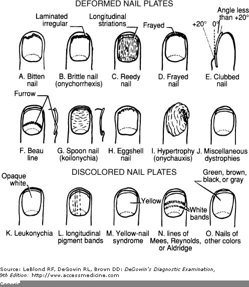 Nail Anatomy Worksheet Anatomy Worksheets