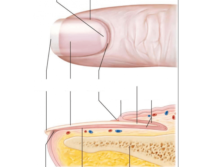 Nail Anatomy Worksheet Anatomy Worksheets