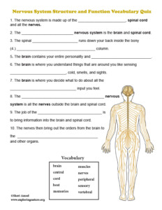 Nervous System Quiz Printable