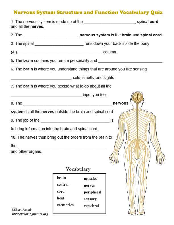 Nervous System Quiz Printable