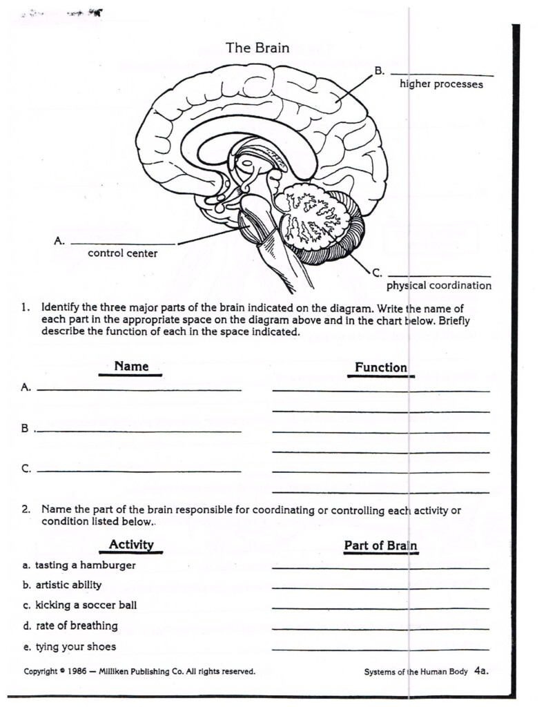 Nervous System Worksheets