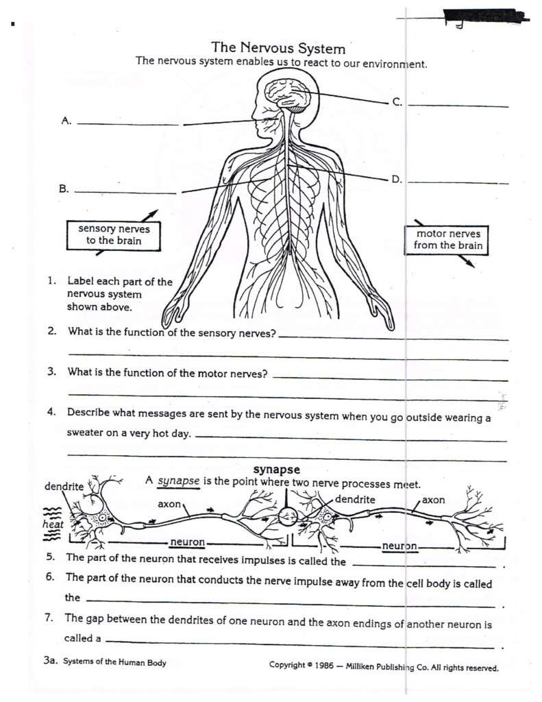 Nervous System Worksheets