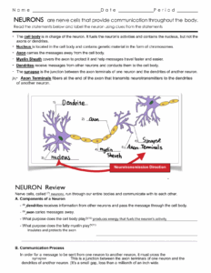 Neuron Anatomy Activity Worksheet Answer Key Updated Inbox Worksheets