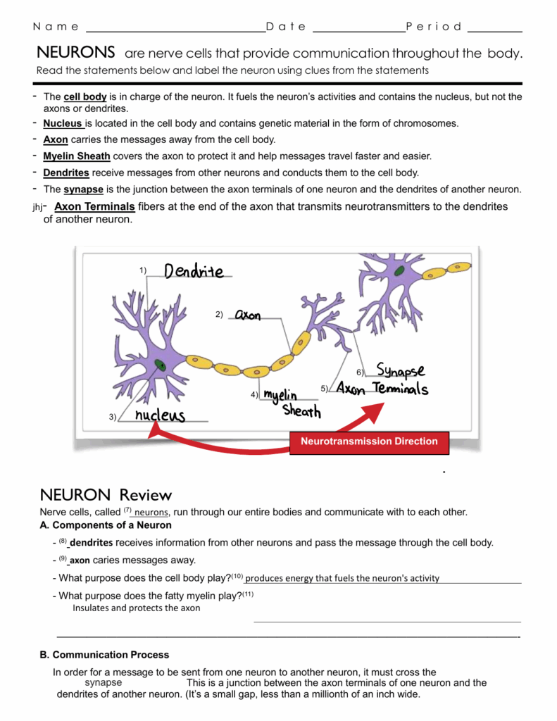 Neuron Anatomy Activity Worksheet Answer Key Updated Inbox Worksheets