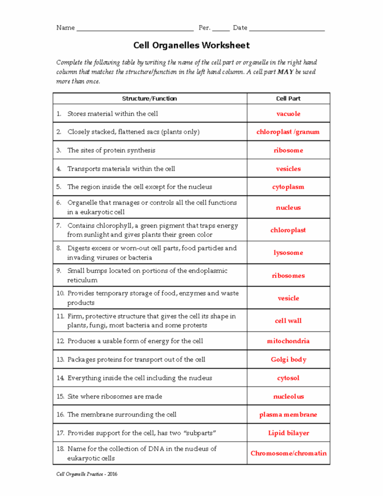Organelle Functions Worksheet Answer Key