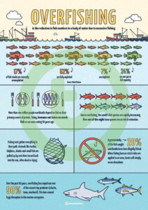 Overfishing Infographic Poster Teaching Resource Teach Starter
