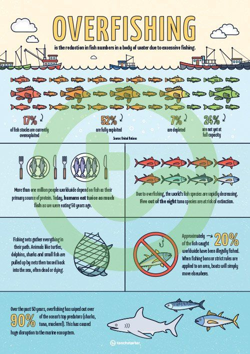 Overfishing Infographic Poster Teaching Resource Teach Starter 