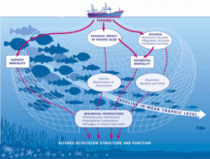 Overfishing The Ecological Impact Mother Jones