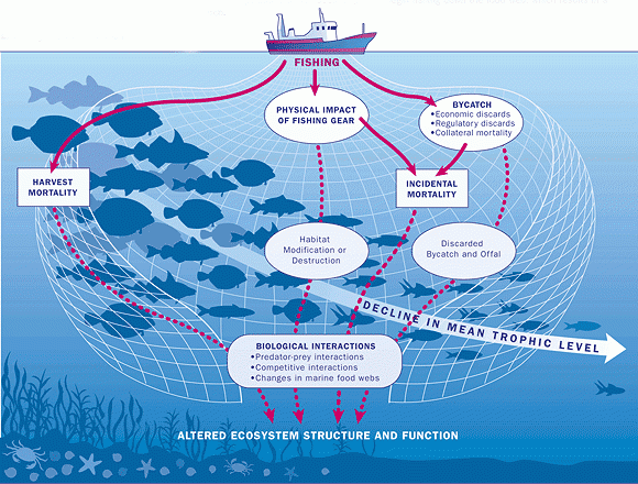 Overfishing The Ecological Impact Mother Jones