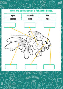 Part Of Fish Worksheet Kindergarten Worksheets Science Worksheets