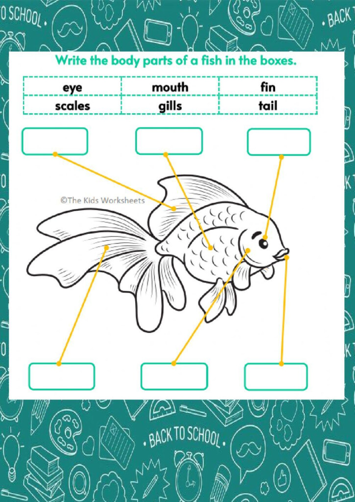 Part Of Fish Worksheet Kindergarten Worksheets Science Worksheets 