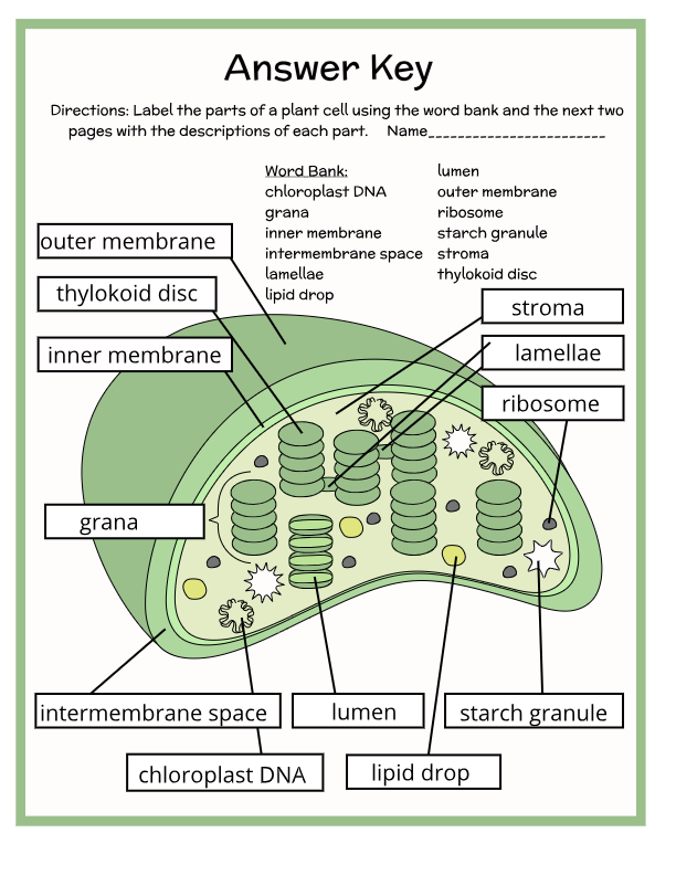 Parts Of A Chloroplast Diagram Beachside Homeschool