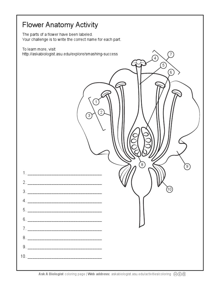 Parts Of A Flower Diagram And Functions Worksheets Library