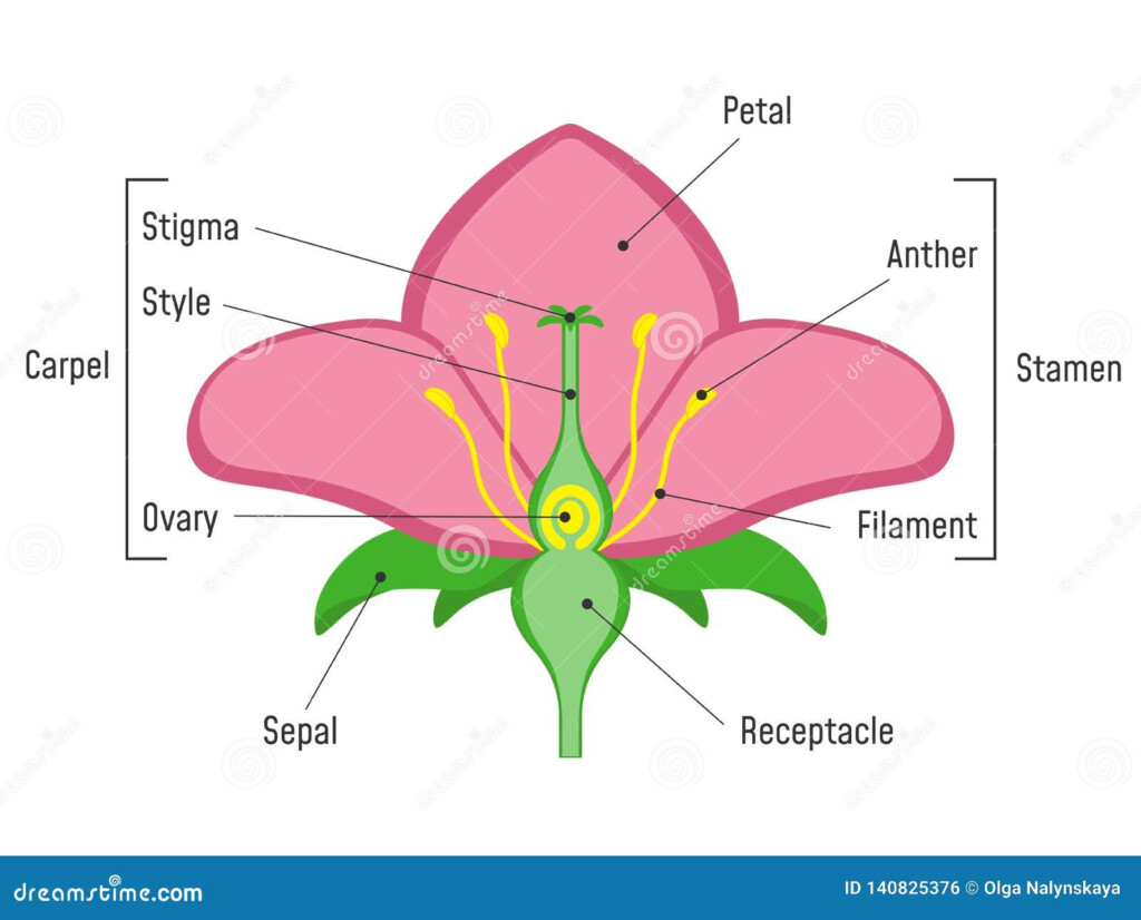 Parts Of A Flower Diagram Worksheets