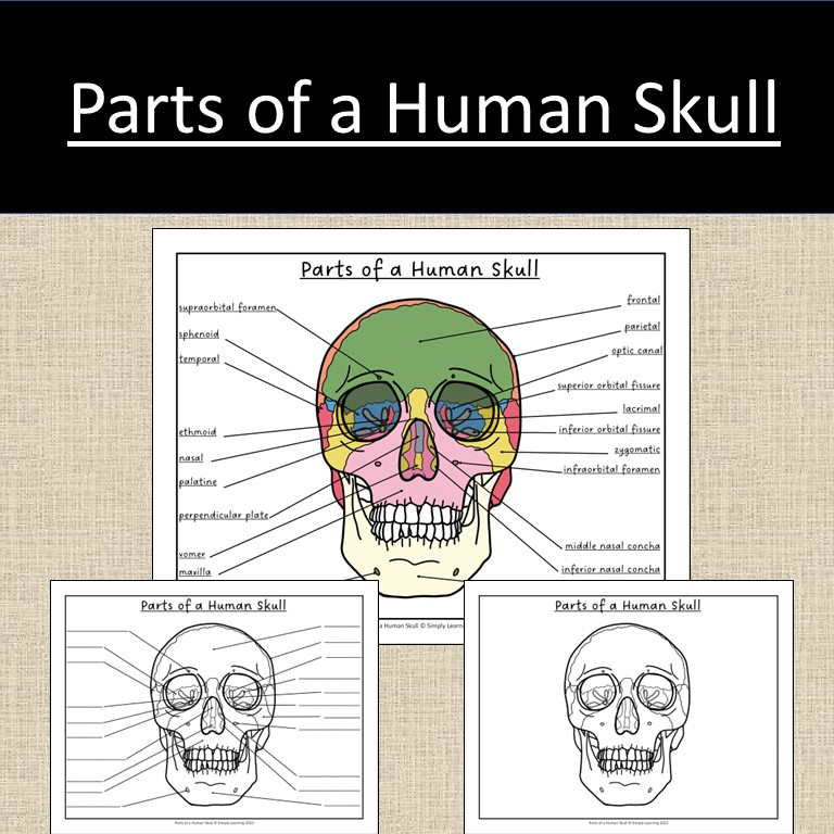 Parts Of A Human Skull Anatomy Bones Science Level 1 Worksheets Library
