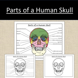 Parts Of A Human Skull Anatomy Bones Science Level 1 Worksheets Library