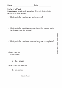 Parts Of A Plant Botany Worksheet Printable Pdf Download