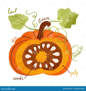 Parts Of A Pumpkin For Kids Education Pumpkin Anatomy Activity