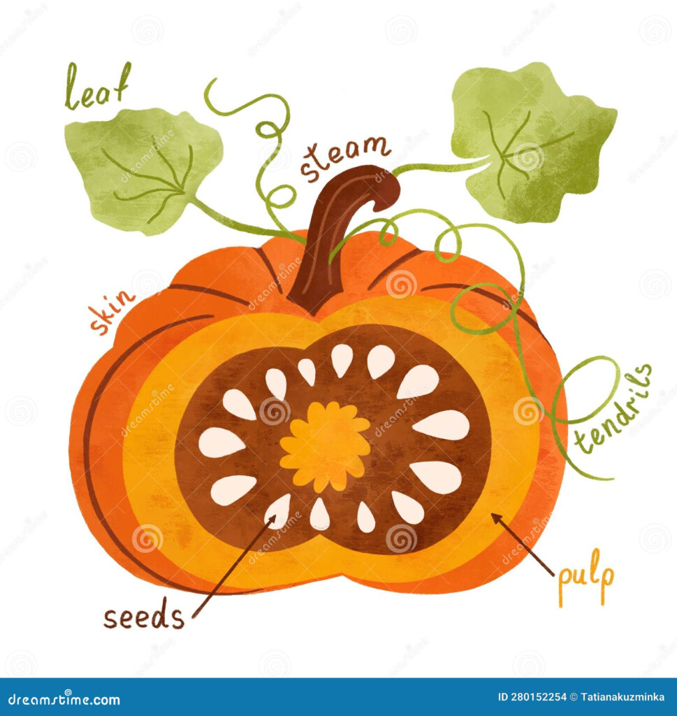 Parts Of A Pumpkin For Kids Education Pumpkin Anatomy Activity 