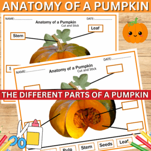 Parts Of A Pumpkin Posters And Worksheet Fall Activity Made By Teachers