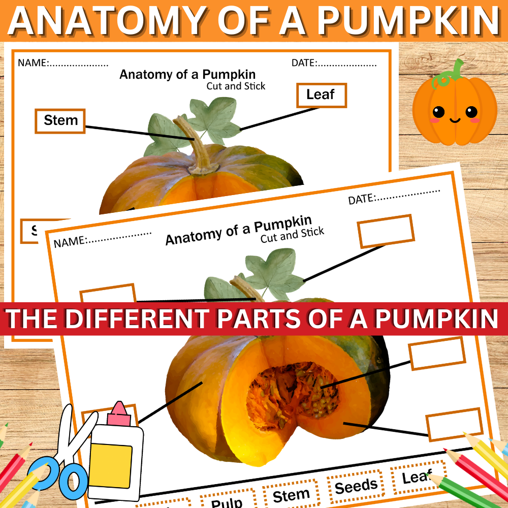 Parts Of A Pumpkin Posters And Worksheet Fall Activity Made By Teachers