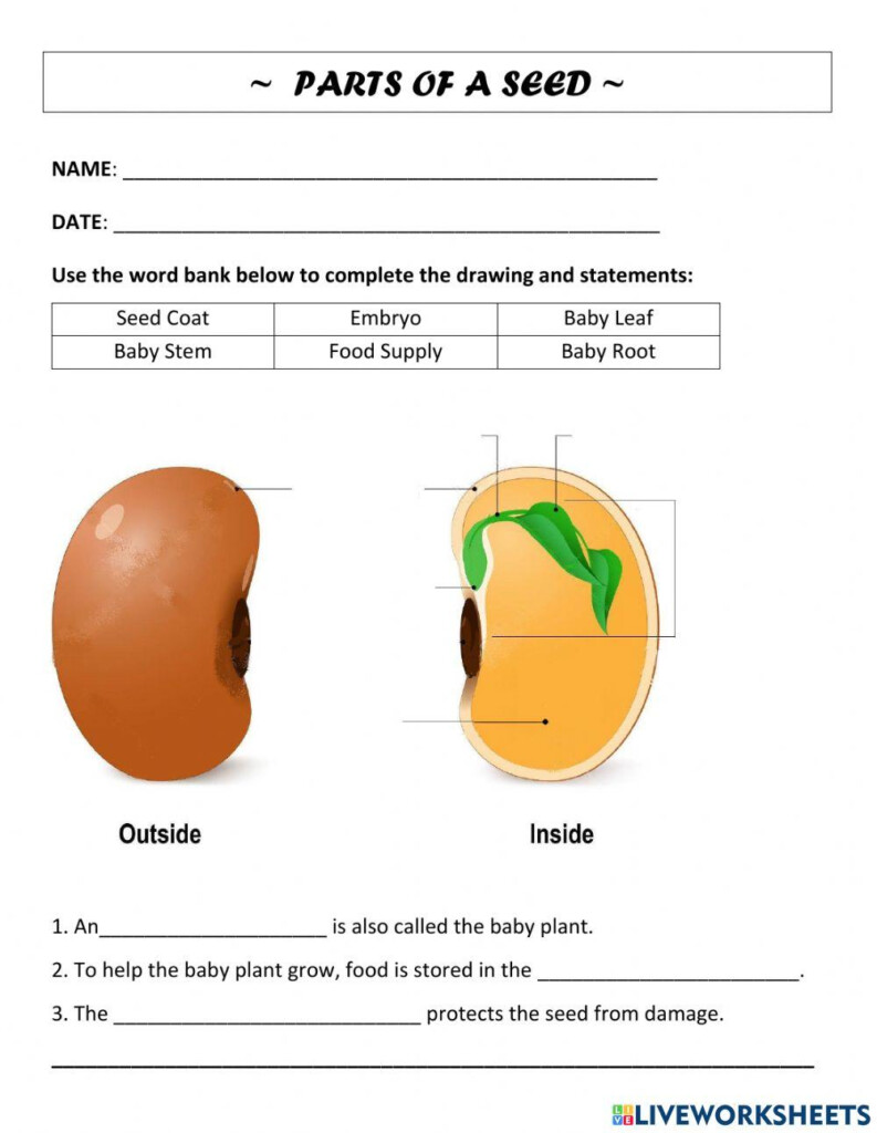 Parts Of A Seed Interactive Worksheet Education Worksheets 