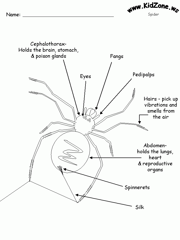 Parts Of A Spider Worksheet