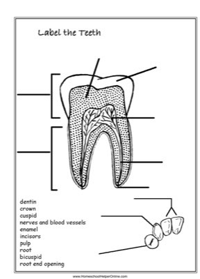 Parts Of A Tooth Worksheet