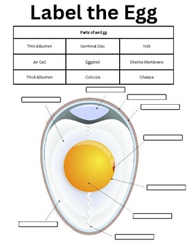 Parts Of An Egg Labeling Sheet By Full Of Wisdom And Lessons TPT