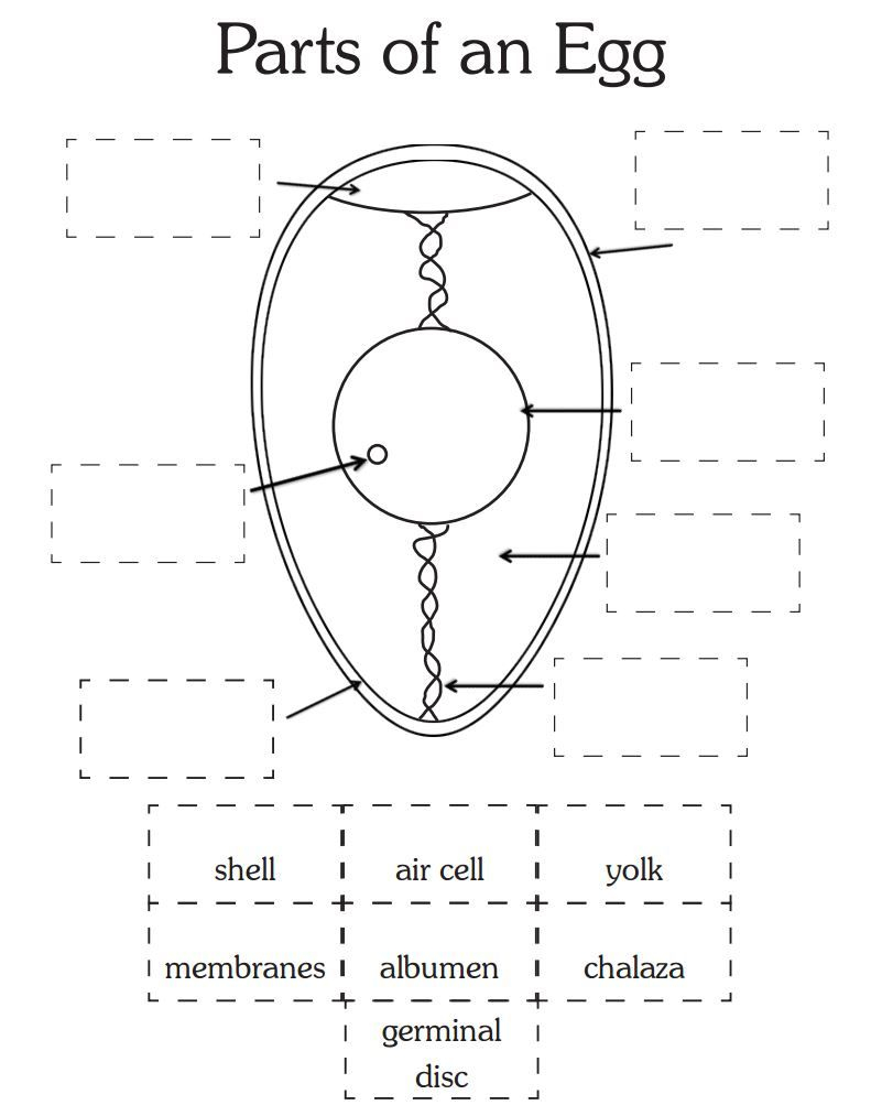 Parts Of An Egg Worksheet