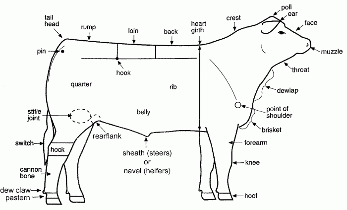 Parts Of The Beef Animal