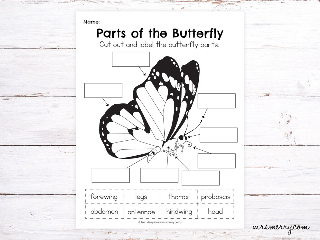 Parts Of The Butterfly Worksheet Etsy