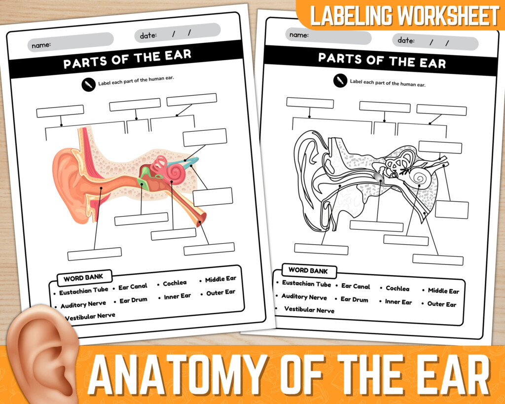 Parts Of The Ear Diagram Worksheet Anatomy Of The Ear Ear Anatomy 