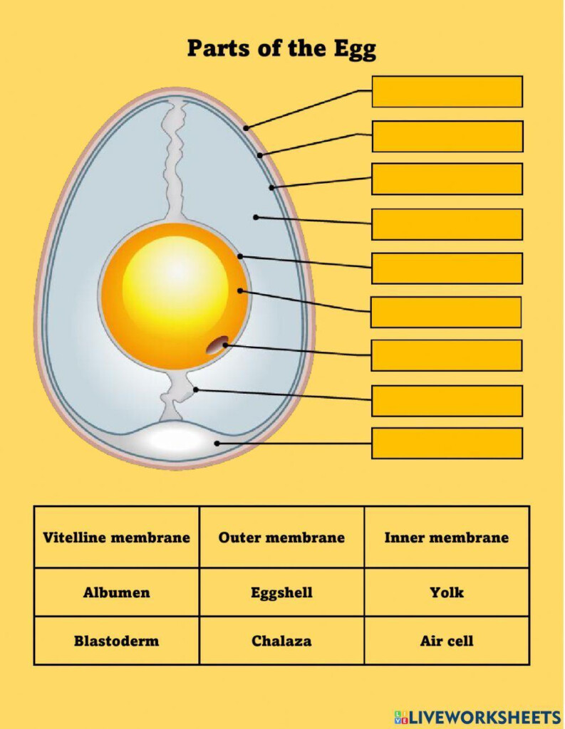 Parts Of The Egg Interactive Worksheet Live Worksheets Worksheets 