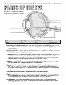 Parts Of The Eye Summaries Anatomy Docsity Worksheets Library